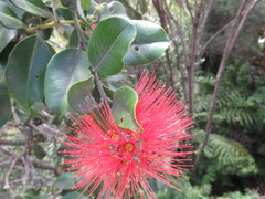 Metrosideros collina