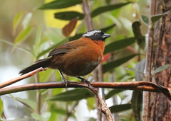 Oreothraupis arremonops