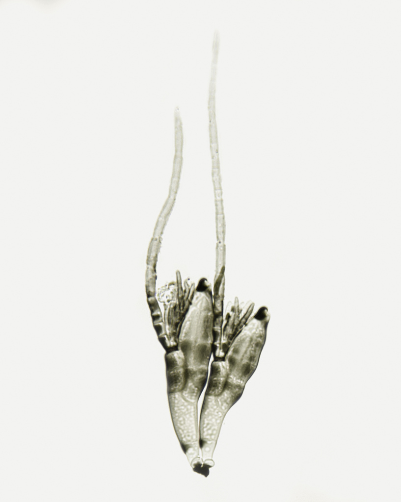 Laboulbenia metableti