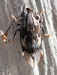 Stenocotis depressa