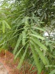 Prosopis