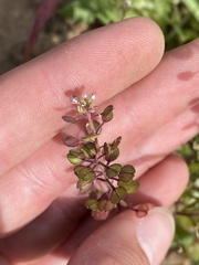 Lepidium nitidum