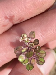 Lepidium nitidum