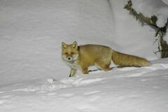 Vulpes vulpes schrencki