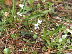 Viola vittata