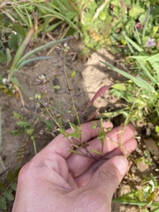 Lepidium nitidum