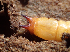 Pyrochroidae