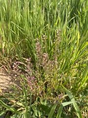 Lepidium nitidum