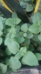 Coleus amboinicus