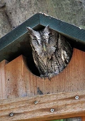 Megascops asio mccallii