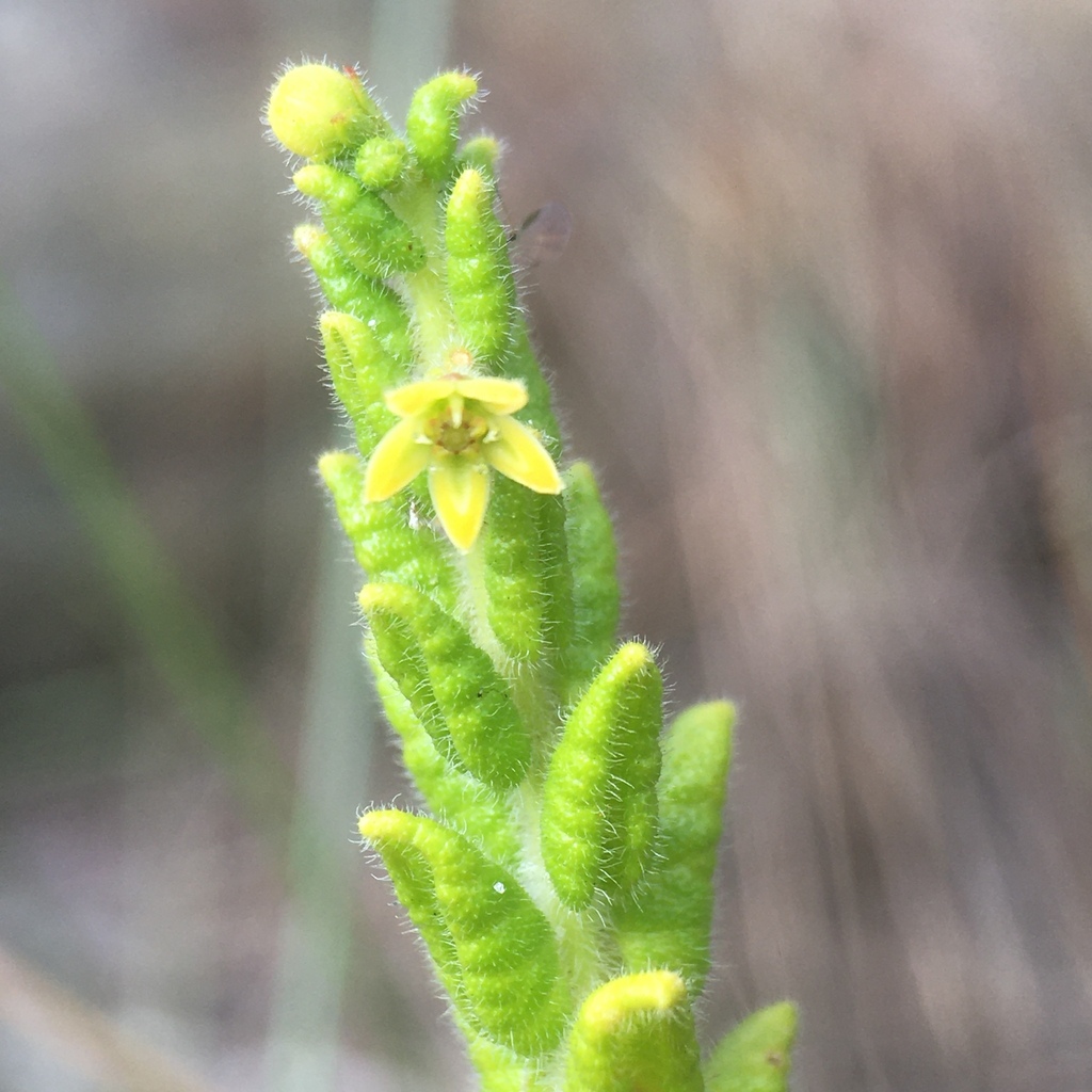 Minaria decussata