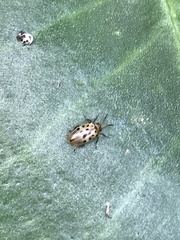 Plectonycha correntina