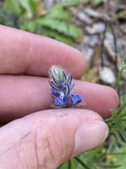Lupinus bicolor