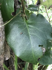 Plectonycha correntina