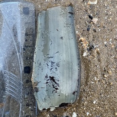 Scyliorhinus stellaris