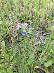 Lupinus bicolor