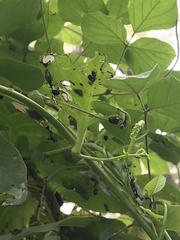 Plectonycha correntina