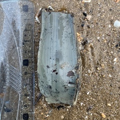 Scyliorhinus stellaris