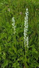 Platanthera dilatata leucostachys