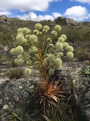 Paepalanthus