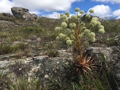 Paepalanthus
