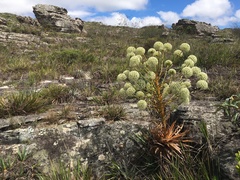 Paepalanthus