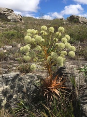 Paepalanthus