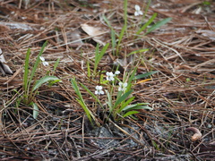 Viola vittata