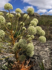 Paepalanthus
