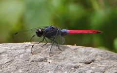 Orthetrum schneideri