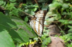 Adelpha serpa
