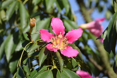 Ceiba speciosa