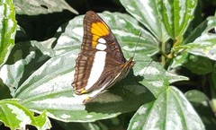Adelpha serpa