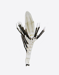 Rhachomyces canariensis