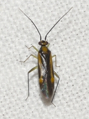 Orthotylus submarginatus
