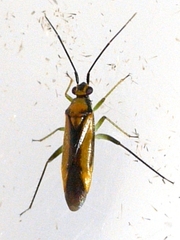 Orthotylus submarginatus
