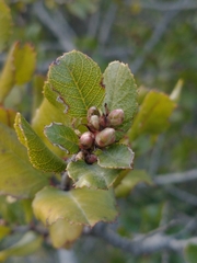 Rhamnus ilicifolia