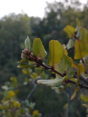 Rhamnus ilicifolia