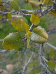 Rhamnus ilicifolia