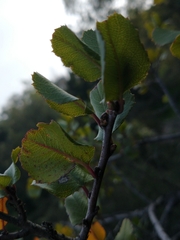 Rhamnus ilicifolia