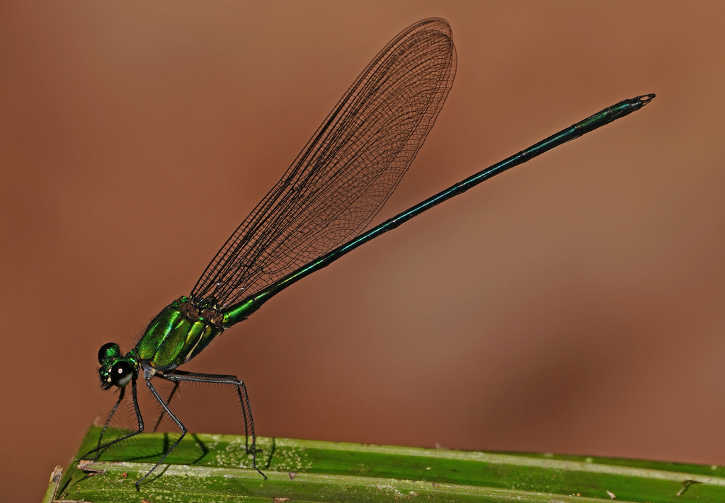 Vestalis amabilis