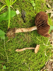 Cortinarius torvus