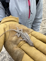 Holbrookia propinqua