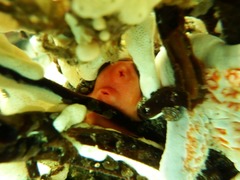 Cnemidocarpa finmarkiensis