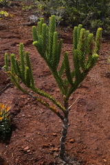 Araucaria goroensis