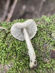 Entoloma