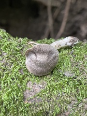 Entoloma
