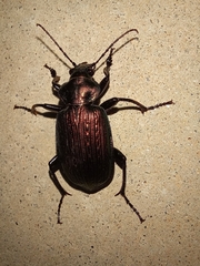 Calosoma alternans