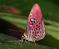 Paralaxita