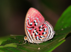 Paralaxita